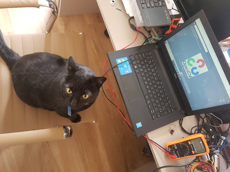 Lindungi Taman Anda Dari Kucing
